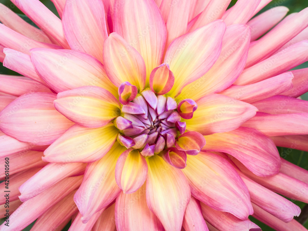 USA, Oregon, Canby, Clackamas County. Macro of a dahlia variety. USA, Oregon, Canby, Clackamas County. Macro of a dahlia variety.
