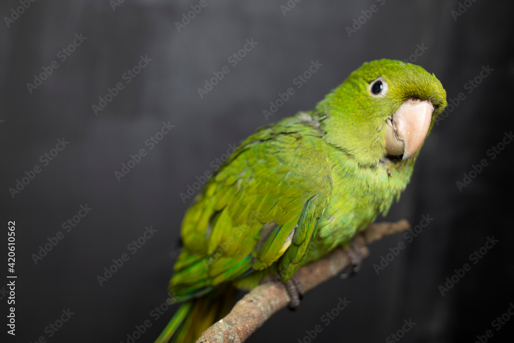Green bird on branch with black background