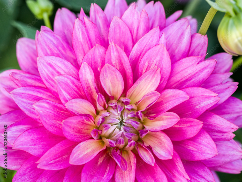 USA, Oregon, Canby, Clackamas County. Close-up of a dahlia variety. USA, Oregon, Canby, Clackamas County. Close-up of a dahlia variety.