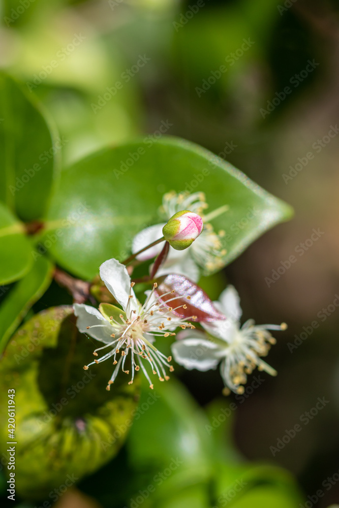Guava flower closeup Guava flower closeup