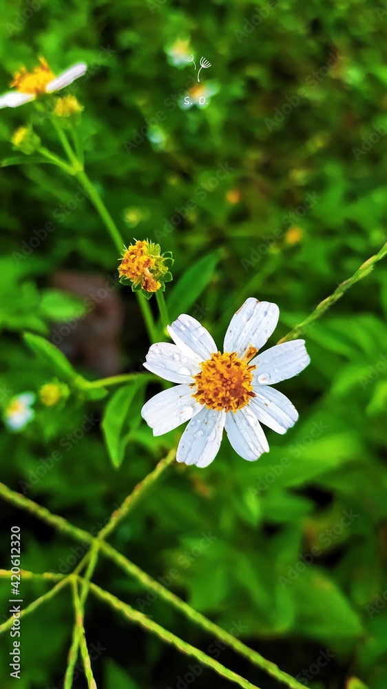 Obraz premium Processed with VSCO with preset