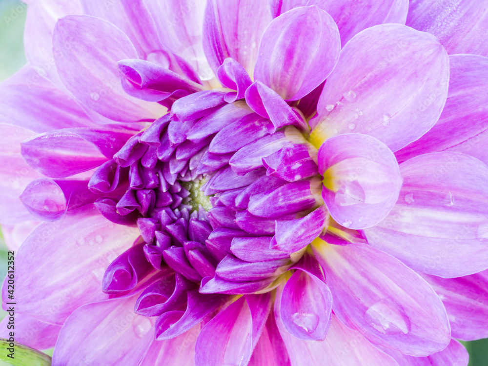 USA, Oregon, Canby, Clackamas County. Macro of a dahlia variety. USA, Oregon, Canby, Clackamas County. Macro of a dahlia variety.