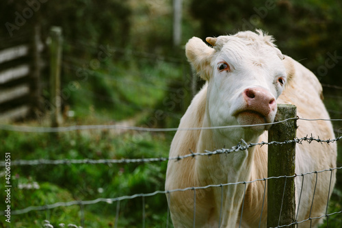 Cow with an itch