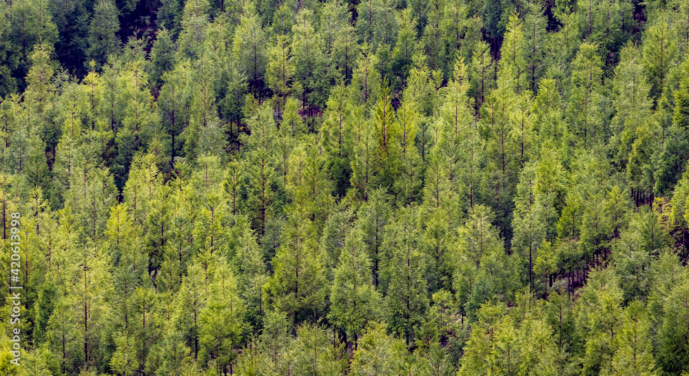 Japanese cedar at the Azores islands, green forest from above. Japanese cedar at the Azores islands, green forest from above.