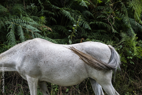 headless grey horse in front of greenery photo