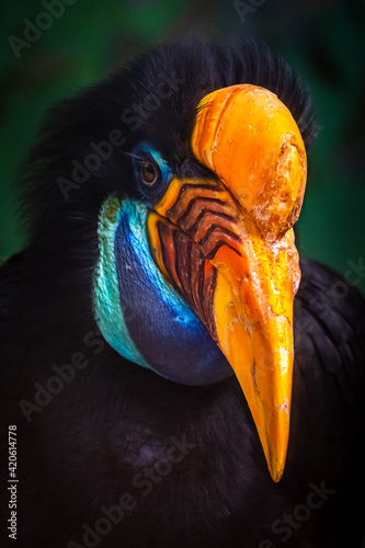 Knobbed Hornbill