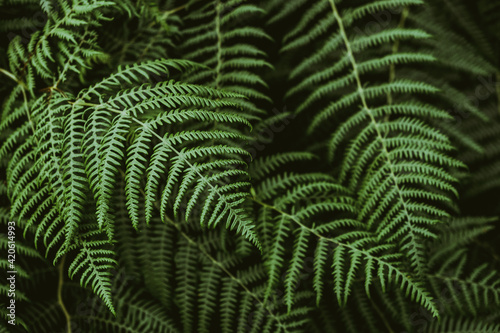 Wallpaper Mural perfection of ferns Torontodigital.ca