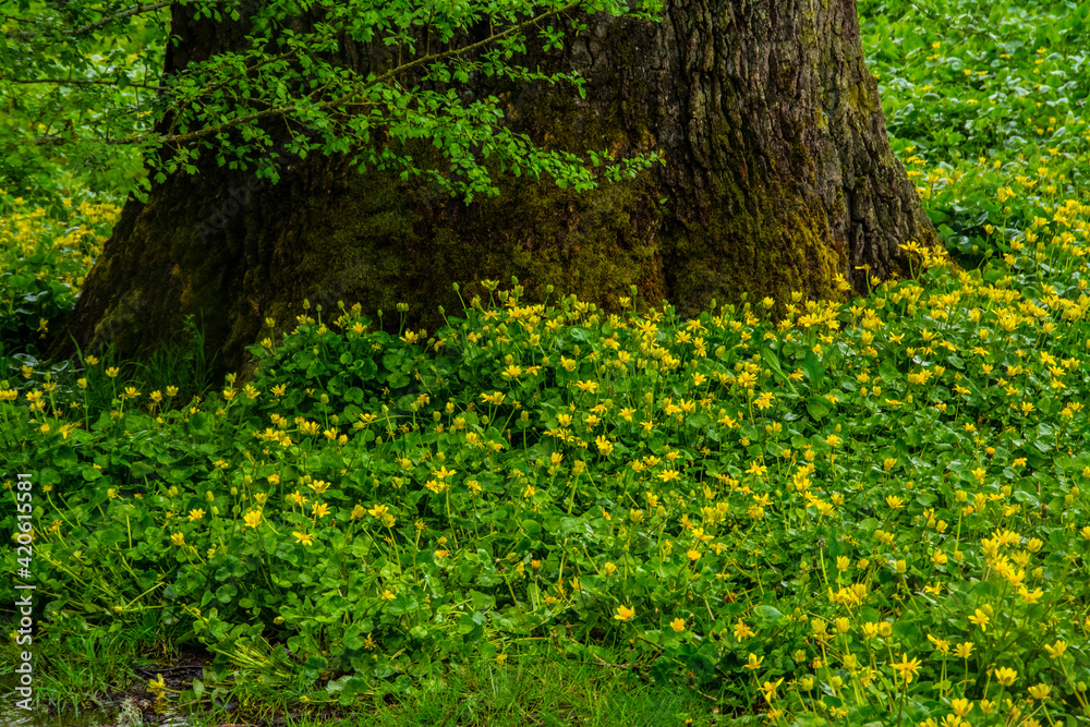 Obraz premium Yellow flowers and tree trunk.