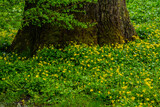 Yellow flowers and tree trunk.