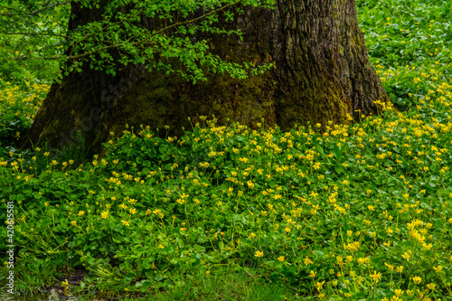 Yellow flowers and tree trunk.