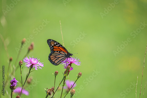 Monarch Butterfly © Jen