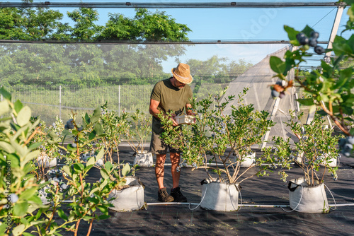 Farmer collecting berries in hothouse in summer photo