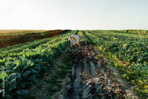 Farmer with kid harvesting basil in field photo