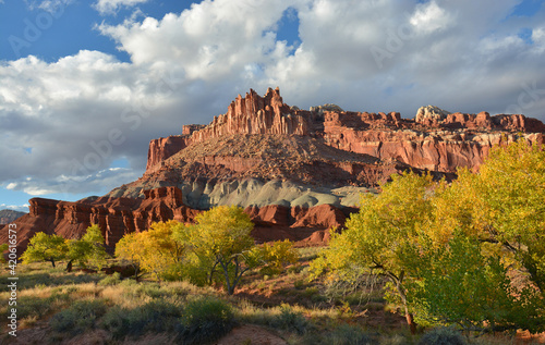 a beautiful autumn scene in capitol reef national park, utah, of the castle rock formation, changing cottonwood trees, and the fremont river