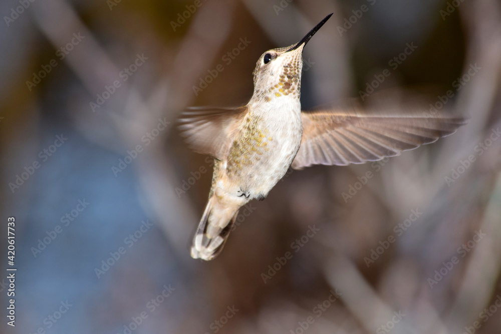 Fototapeta premium Hummingbird Flutter 02