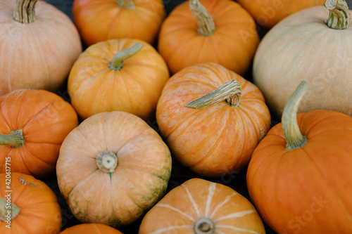 pumpkin