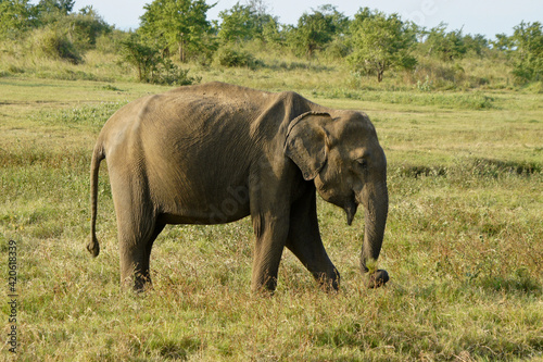Asian elephant feeding on grass in Uda Walawe National Park  Sri Lanka