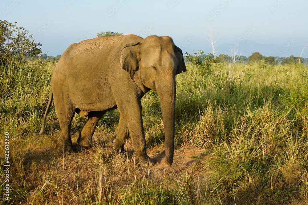 Male Asian elephant walking through grass in Uda Walawe National Park, Sri Lanka