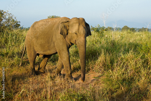 Male Asian elephant walking through grass in Uda Walawe National Park  Sri Lanka