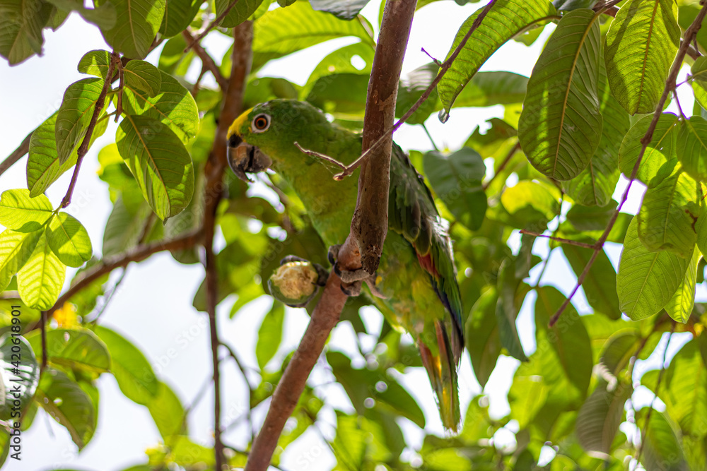 green parrot on branch