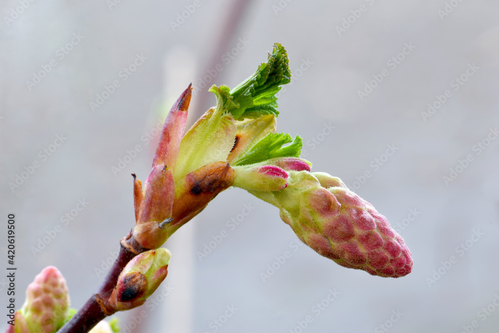 Fototapeta premium Red Currant Blossom Bud 03