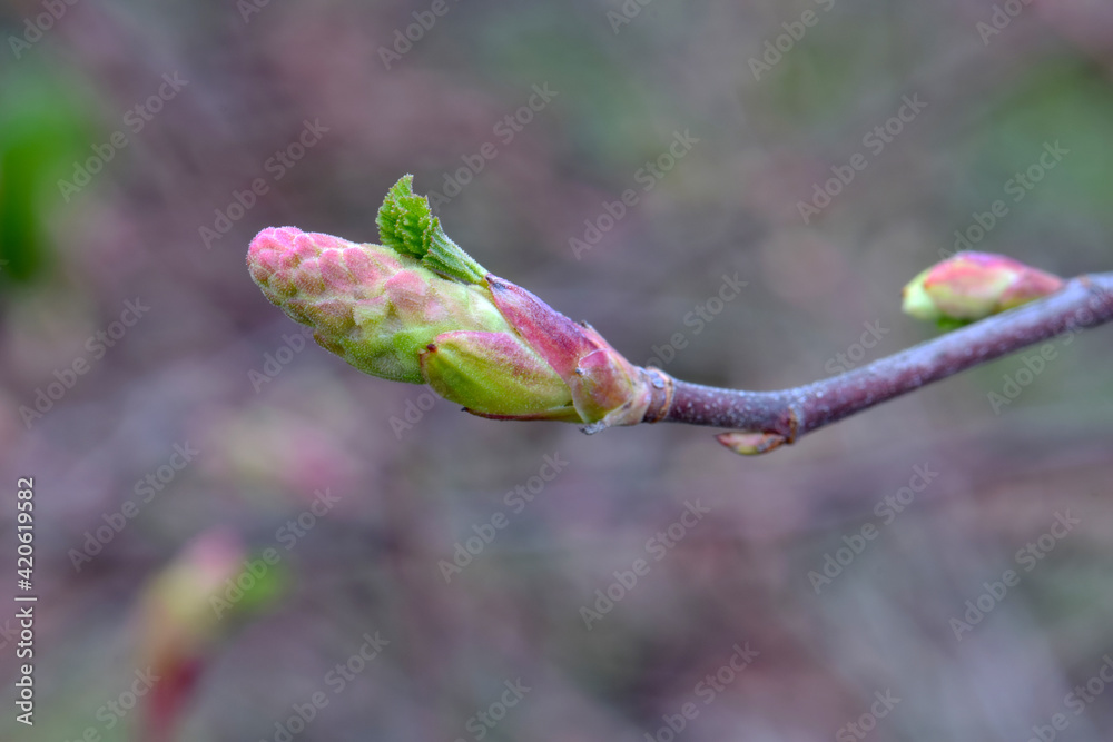 Tiny Leaf Currant 03