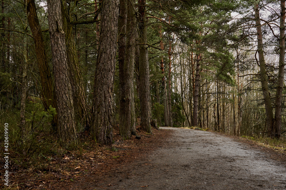Fototapeta premium The road in the spring forest on a cloudy day.