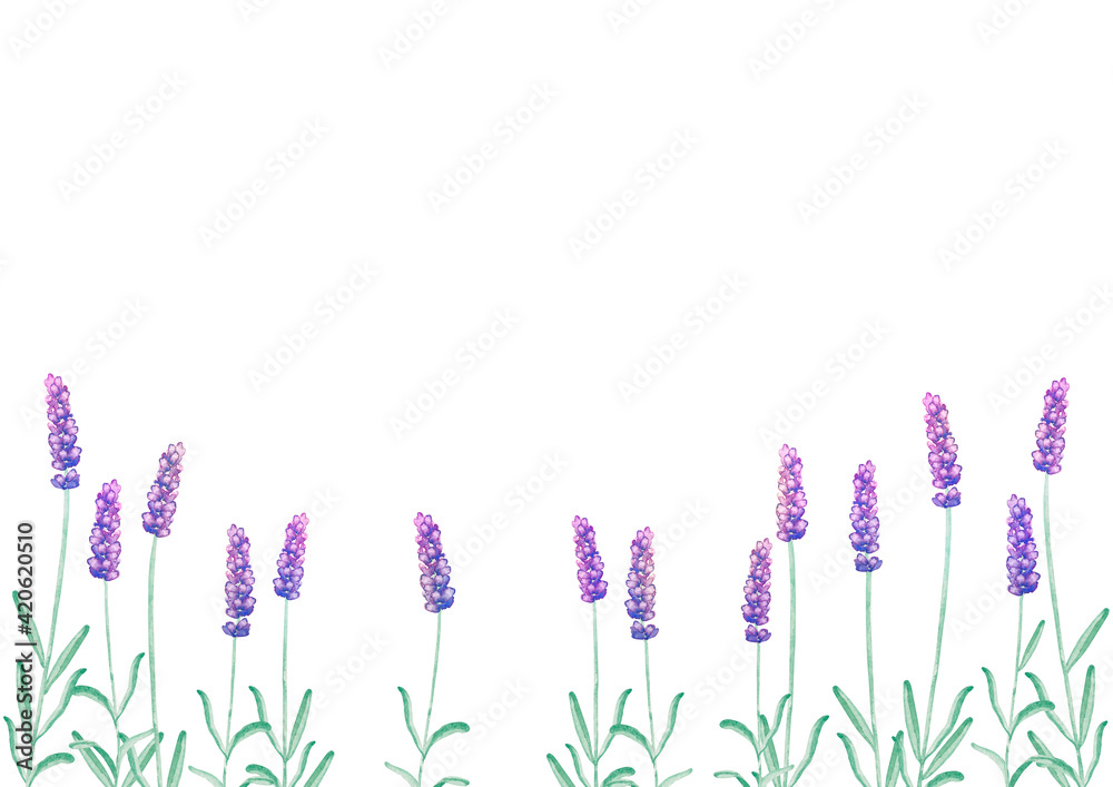 ラベンダー 春 夏 花 背景 フレーム 水彩 イラスト Stock イラスト Adobe Stock