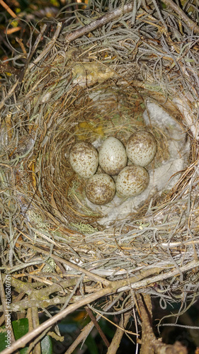 5 eastern loggerhead shrike (Lanius ludovicianus) eggs in nest, brown and white speckled photo