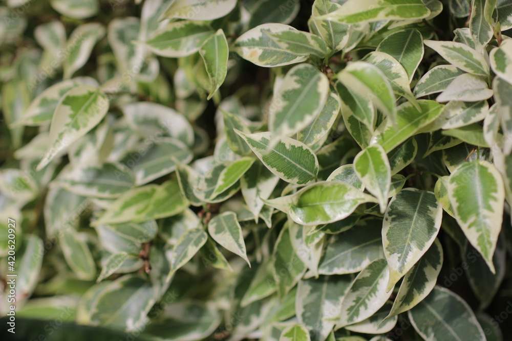 ficus kinky. branch of ficus benjamina with variegated leaves.beautiful leaves bush background. variegated leaves background. ficus benjamina starlight. close up view of ficus benjamina kinky leaves. ficus kinky. branch of ficus benjamina with variegated leaves.beautiful leaves bush background. variegated leaves background. ficus benjamina starlight. close up view of ficus benjamina kinky leaves.