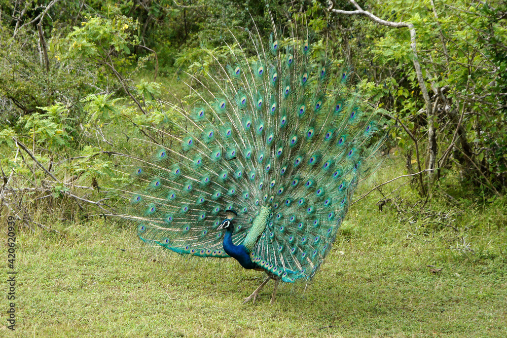 Obraz premium Male Indian blue peafowl (peacock) displaying his breeding plumage, Yala National Park, Sri Lanka