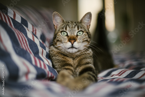 Tiger cat on bed photo