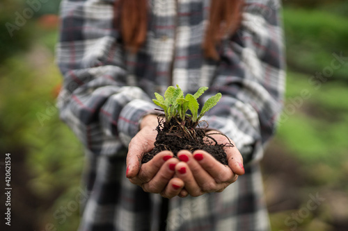 senior woman with hat holding a sprout of fresh seedlings to plant in the garden photo