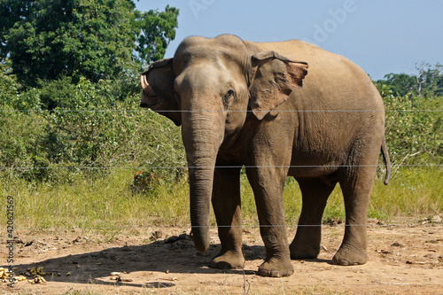 Male Asian elephant standing by electric fence in Uda Walawe National Park  Sri Lanka