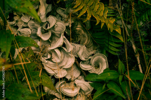 fern in the woods