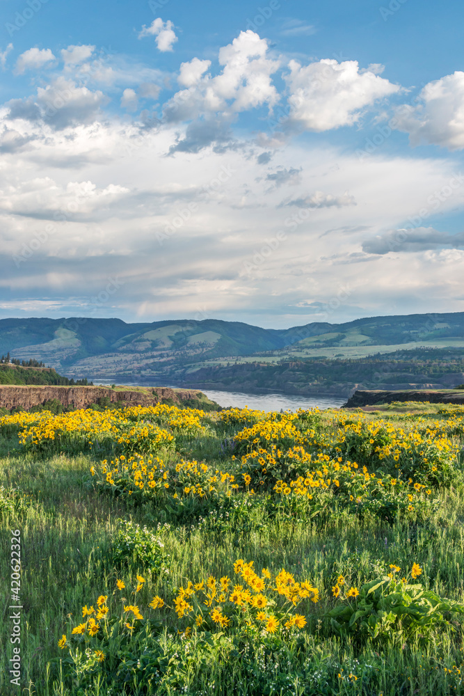 USA, Oregon. Tom McCall Nature Preserve, Rowena Plateau wildflowers.