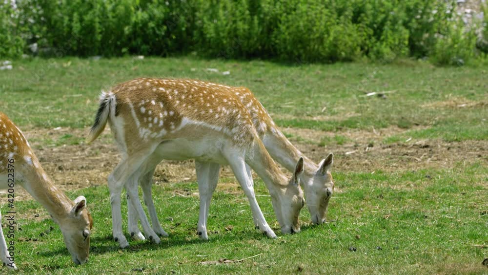 Young fallow deer crazing on open field Young fallow deer crazing on open field