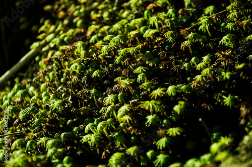 green moss background