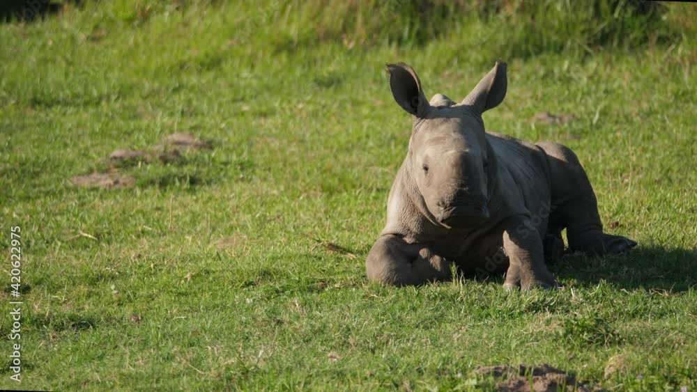 Front view of a white rhino calf waking up after an afternoon nap. Front view of a white rhino calf waking up after an afternoon nap.