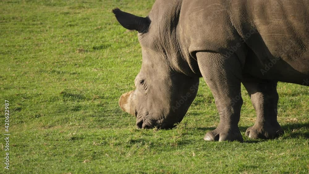 Adult white rhino with ivory horn grazing on grass plains, profile shot. Adult white rhino with ivory horn grazing on grass plains, profile shot.
