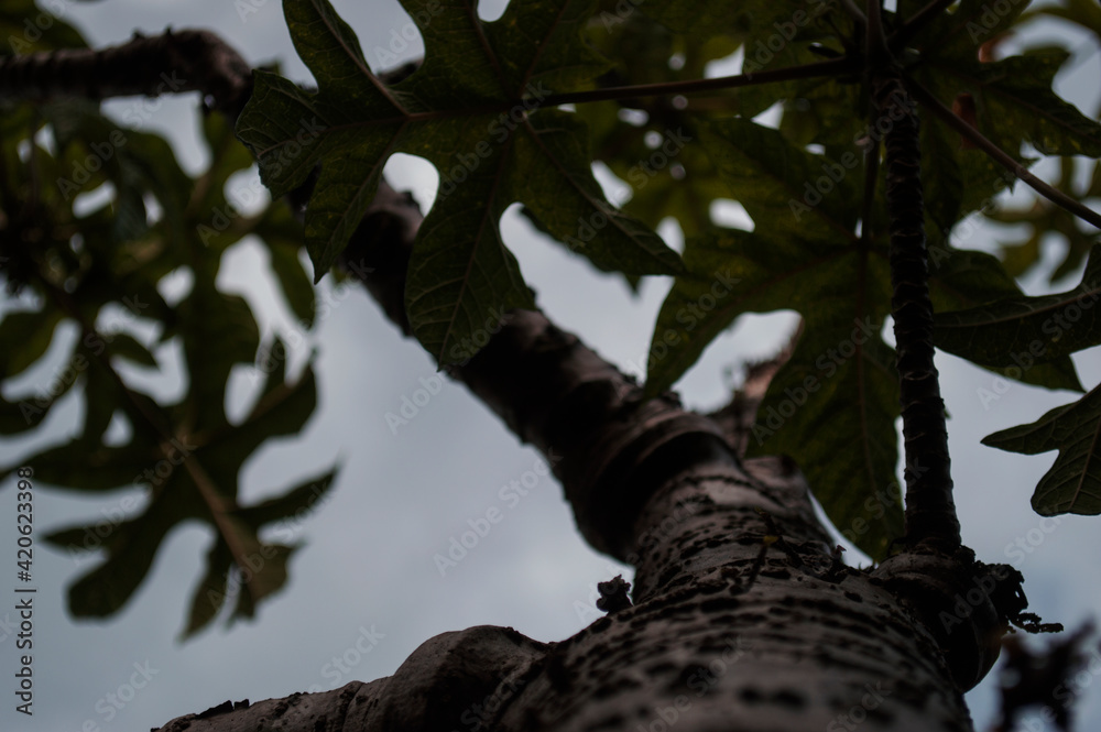 Fototapeta premium tree in the forest