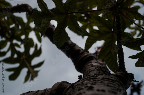 tree in the forest