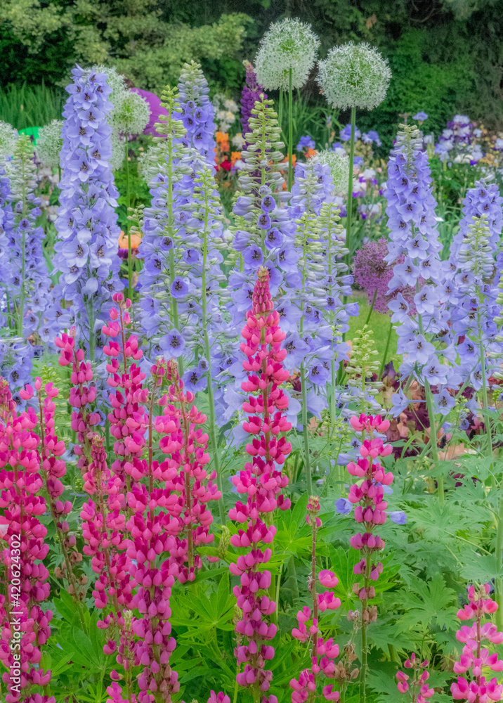 USA, Oregon, Salem springtime garden with Lupine, Allum and Delphinium USA, Oregon, Salem springtime garden with Lupine, Allum and Delphinium