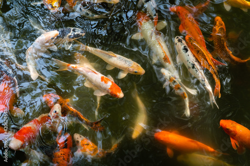 Koi fish or carp fish swimming in pond