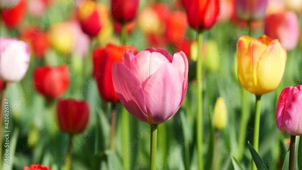 Close up of beautiful tulip flowers swing in wind in tulip field, 4k zoom out footage.