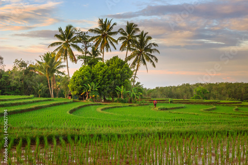 Natural scenery of rice fields at morning sunrise in Bengkulu, Indonesia