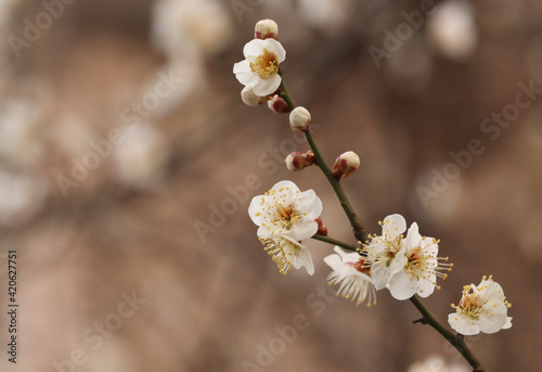 plum blossoms and buds in plum trees