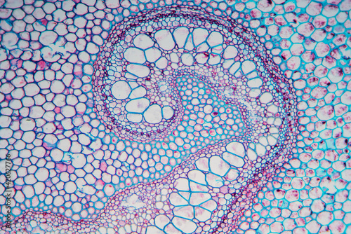 petiole of Cibotium barometz plant cell micrograph photo