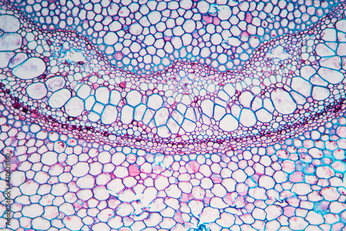 petiole of Cibotium barometz plant cell micrograph photo