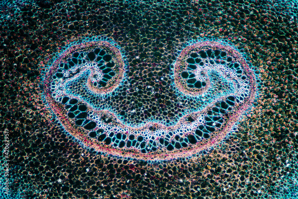 petiole of Cibotium barometz plant cell micrograph petiole of Cibotium barometz plant cell micrograph